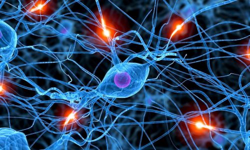1200px-Neurobiología