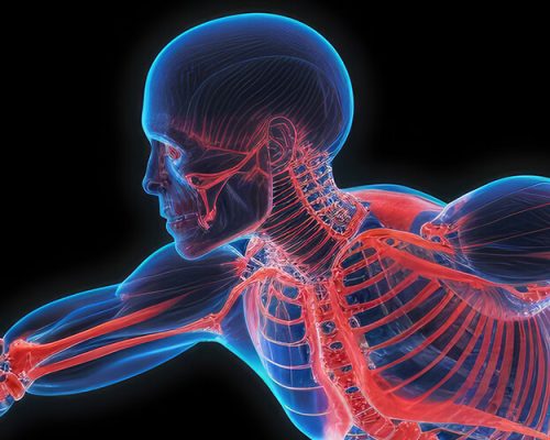 fisiologia