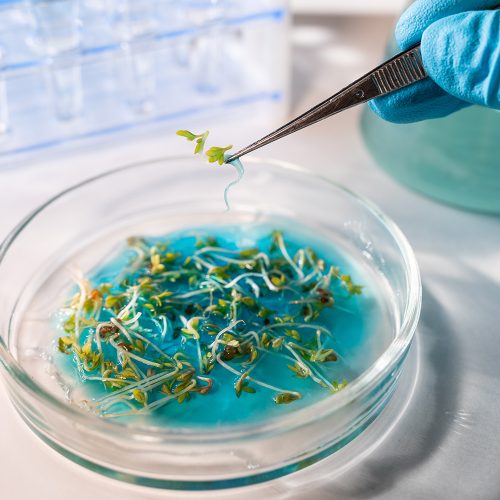 magister-ciencias-mencion-microbiologia